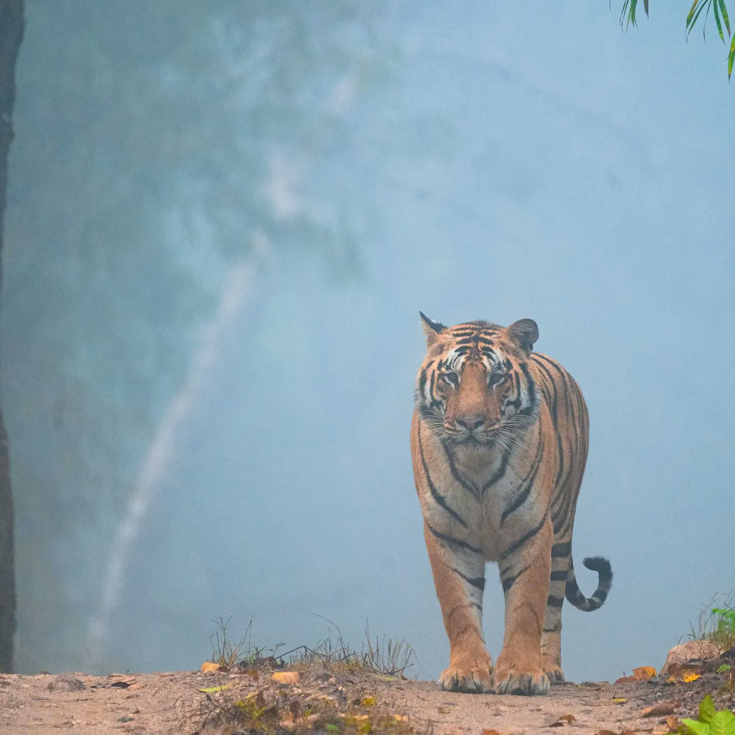 All about White Tigers in India - Bandhavgarh National Park