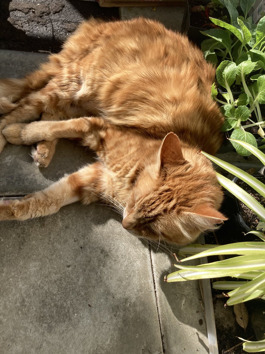 FelineGourmet's tweet photo. I'm still regrowing the stripes on ALL the different patches the v*ts had to shave when I was sick....spending lots of time in the sun will help that, right?
#solarpoweredcat
#whiskerswednesday https://t.co/e4Fj0BUZeu