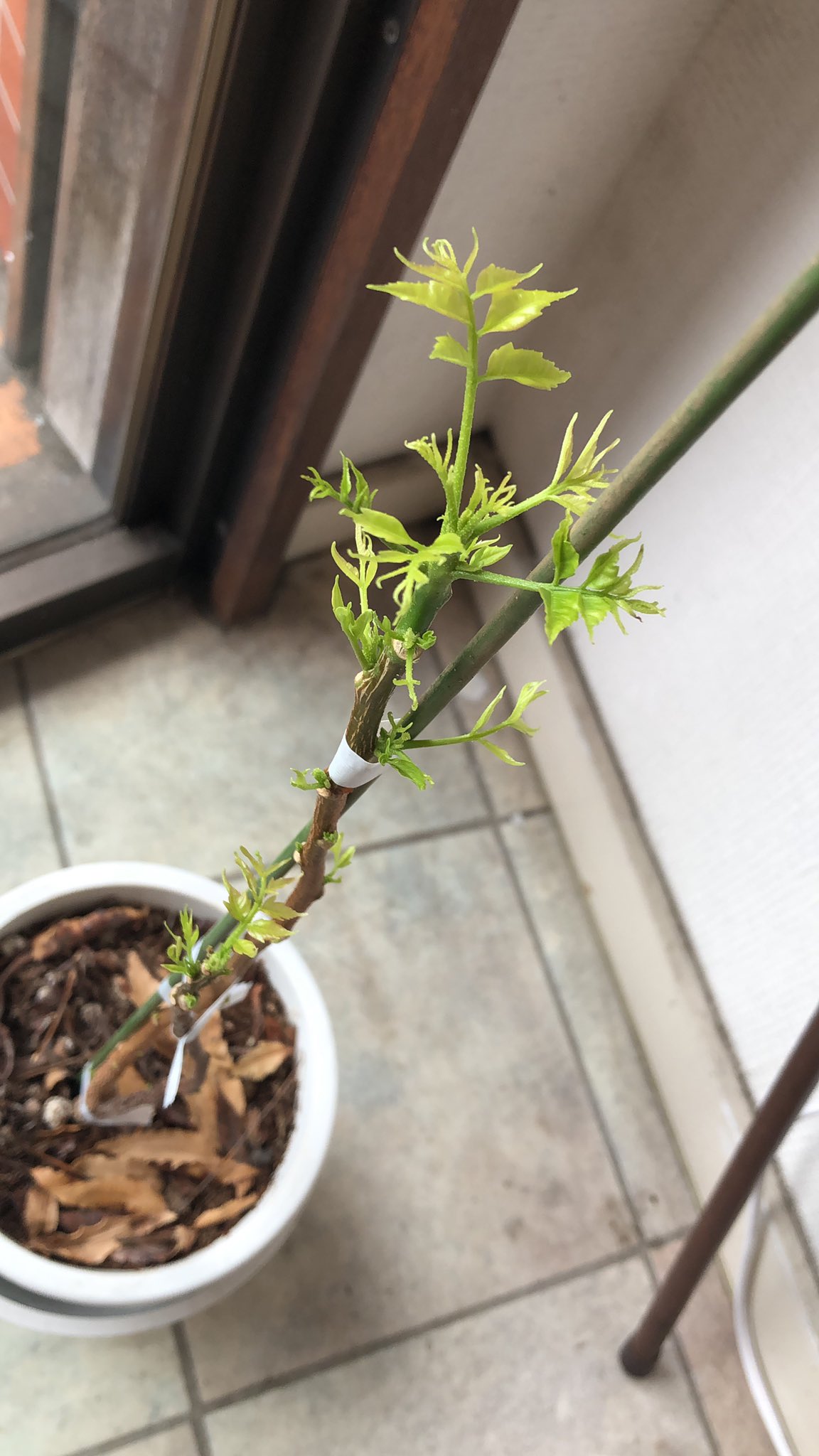 ミラクルニーム Twitter Search Twitter