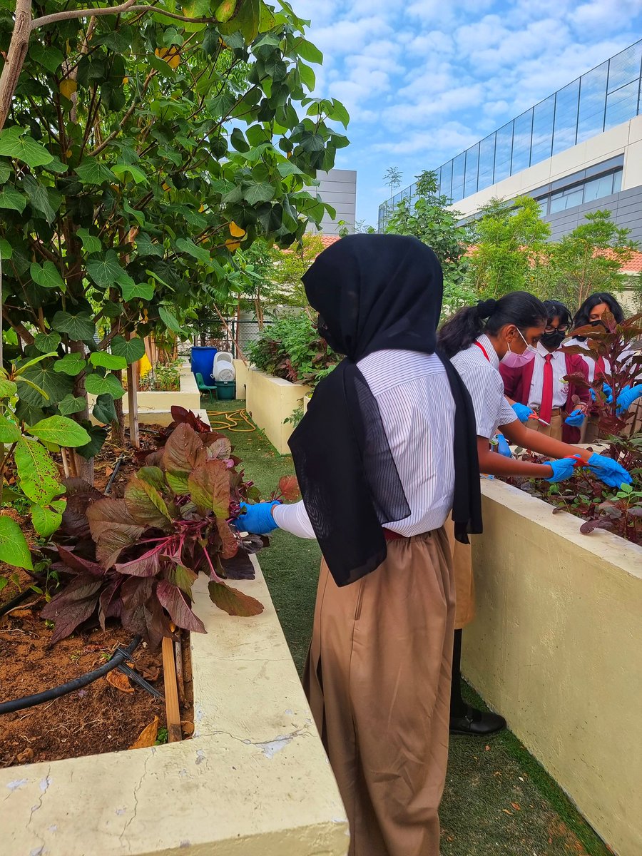 NMS Career Guidance (@nmscareerguide) on Twitter photo A productive morning time for <a href="/nmsgreenbrigade/">NMS Green Brigade</a> members of <a href="/gemsnms_alkhail/">GEMS NMS Alkhail</a>, who spent registration time harvesting vegetables in the Zen Garden. A great start to the day! <a href="/Fatima_Martin/">Fatima Martin</a> <a href="/TeresaRusten/">Teresa Rusten</a> <a href="/GNMS_Tigers/">GNMS_Secondary Tigers_Semper Sursum</a> <a href="/GnmsIgcse/">GNMS_IGCSE_InFrame</a> <a href="/RajeeShyamsund1/">Rajee Shyamsunder</a> A productive morning time for <a href="/nmsgreenbrigade/">NMS Green Brigade</a> members of <a href="/gemsnms_alkhail/">GEMS NMS Alkhail</a>, who spent registration time harvesting vegetables in the Zen Garden. A great start to the day! <a href="/Fatima_Martin/">Fatima Martin</a> <a href="/TeresaRusten/">Teresa Rusten</a> <a href="/GNMS_Tigers/">GNMS_Secondary Tigers_Semper Sursum</a> <a href="/GnmsIgcse/">GNMS_IGCSE_InFrame</a> <a href="/RajeeShyamsund1/">Rajee Shyamsunder</a>