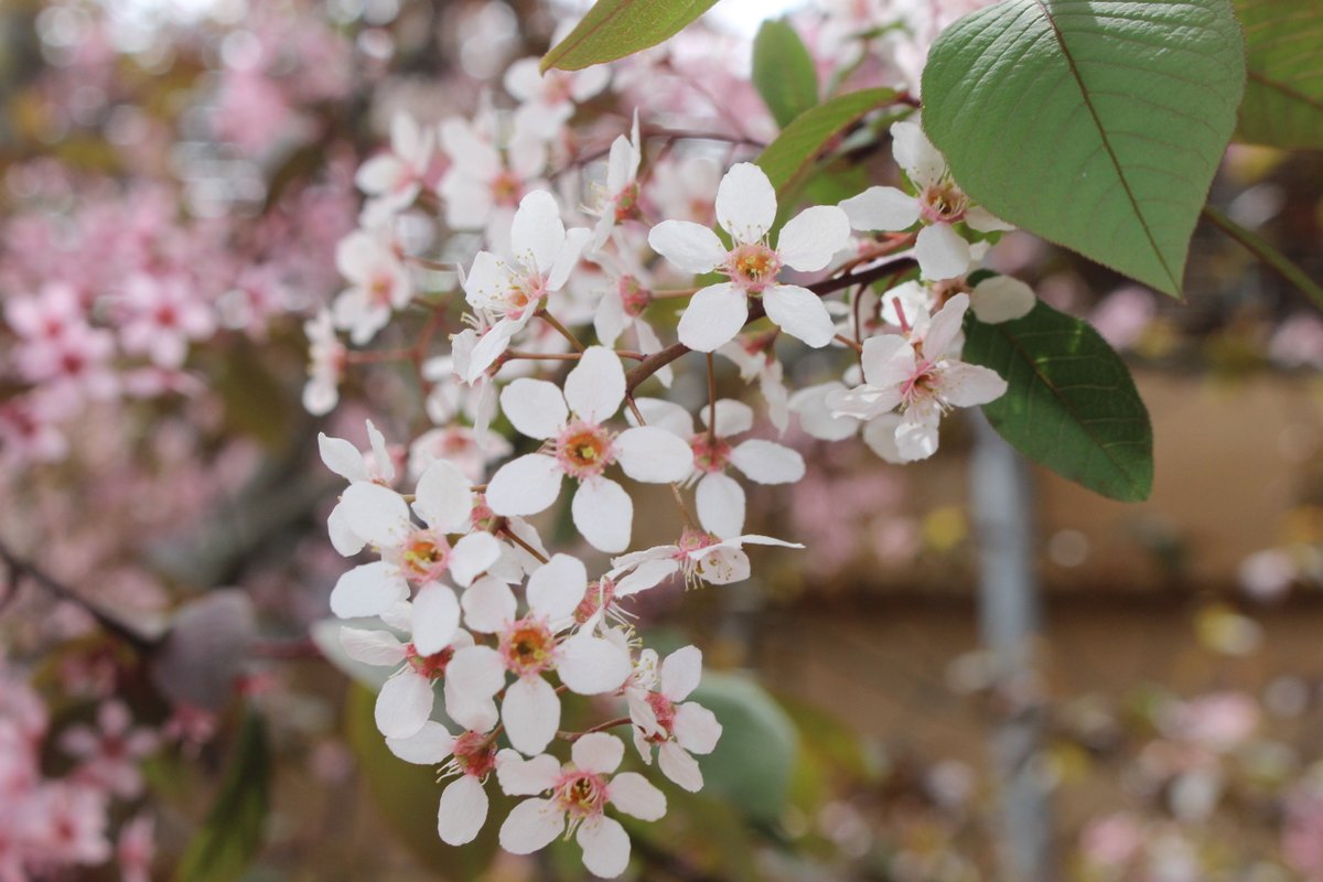 花の駅 片品 花咲の湯 当館のナチュラルガーデンに日本国内では非常に珍しい プルヌス ブロンズ が見頃となってます 実は 日本でここ花咲の湯にしかないと言われております たくさんのお花が見頃を迎えております ぜひ足をお運びくださいませ