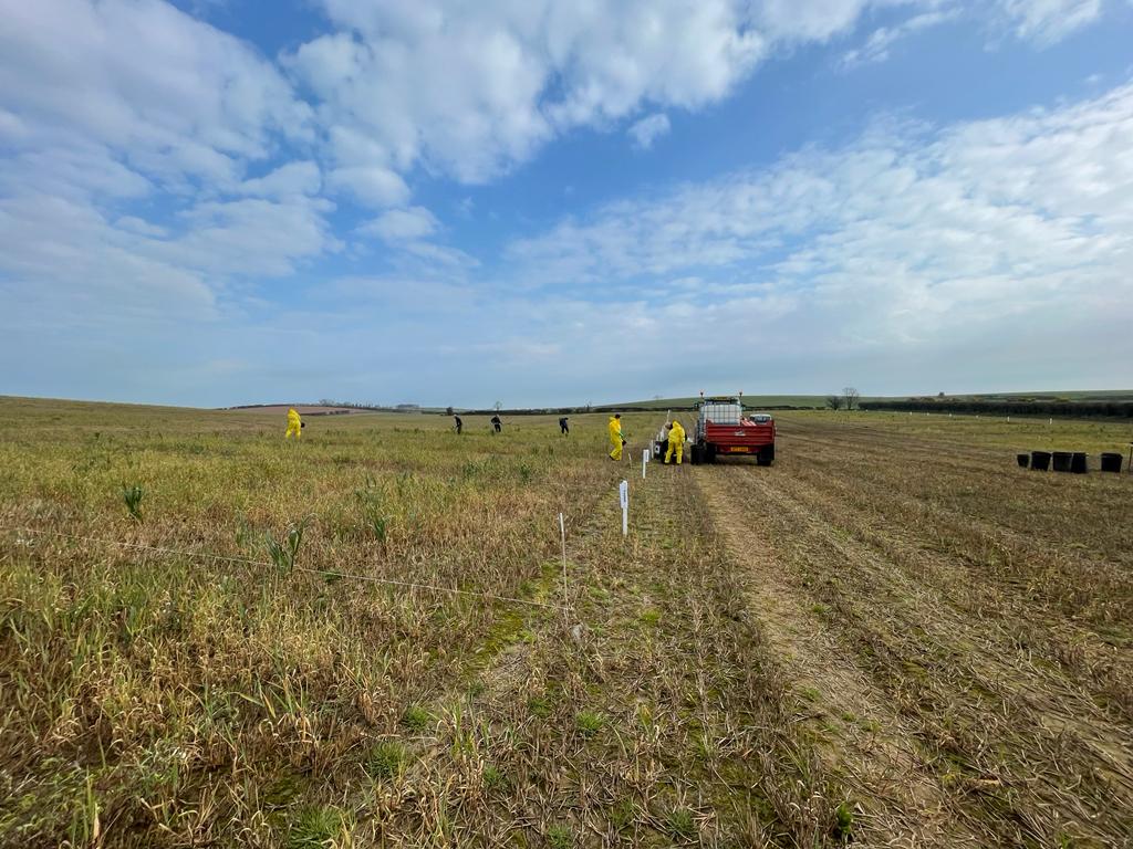 In March, <a href="/AFBI_NI/">AFBI</a> staff established Year 2 of the <a href="/daera_ni/">DAERA</a> funded Manure in Arable trial. This project, supported, by <a href="/UlsterArable/">UlsterArableSociety</a> and NIGTA, is evaluating the impact organics on soil health and crop yields. <a href="/SuzanneHigginsM/">Suzanne Higgins</a> <a href="/lisaclareblack/">Lisa Black</a>