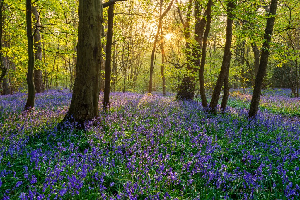 Steve Price (@steveppics) on Twitter photo #sheffield has beautiful bluebell woodland at sunrise
<a href="/natlandawards/">Natural Landscape Photography Awards</a> <a href="/theoutdoorcity/">The Outdoor City</a> <a href="/VisitSheffield/">Welcome to Sheffield</a> @ParksSheffield #bluebellwoods <a href="/OPOTY/">Outdoor Photography</a> #sunrisephotography #sheffield has beautiful bluebell woodland at sunrise
<a href="/natlandawards/">Natural Landscape Photography Awards</a> <a href="/theoutdoorcity/">The Outdoor City</a> <a href="/VisitSheffield/">Welcome to Sheffield</a> @ParksSheffield #bluebellwoods <a href="/OPOTY/">Outdoor Photography</a> #sunrisephotography