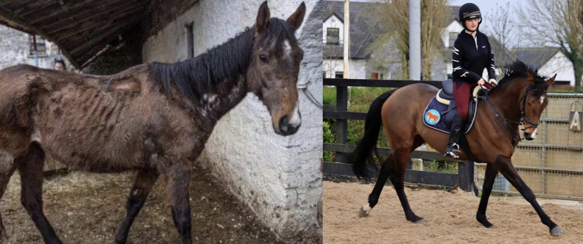 Minnie1602's tweet photo. If you’re at Punchestown early today have a look at the ‘racehorse-riding horse’ parade at 2pm. This is War Celeste (War Front x Dawn Chorus) once sold for €240k &amp; found in this state in 2018. The wonderful people @MyLovelyHorseR have done wonders with her 👏 #supportwelfare https://t.co/lo1jBJVH4P