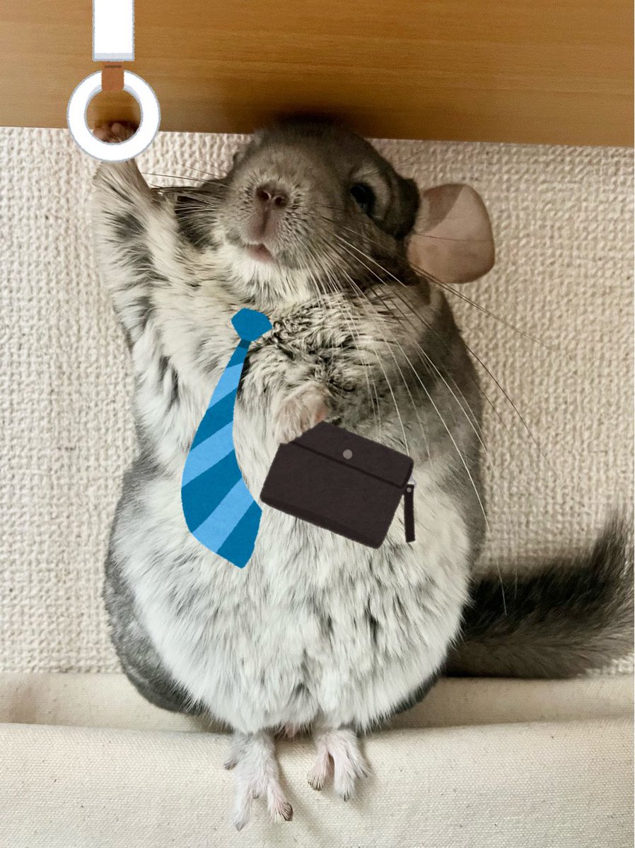 仕事帰りのチラリーマン🐭🚃
#チンチラ