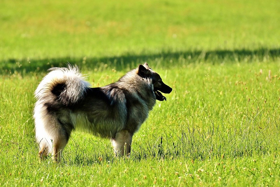 DierenLot's tweet photo. Vanwege het #broedseizoen zijn er veel gebieden waar uw #hond niet los mag lopen. Kijk hier voor de gebieden waar uw viervoeter wel mag #loslopen: https://t.co/fXIoagRYUV #dierenhulp https://t.co/bDgDEGpFQy
