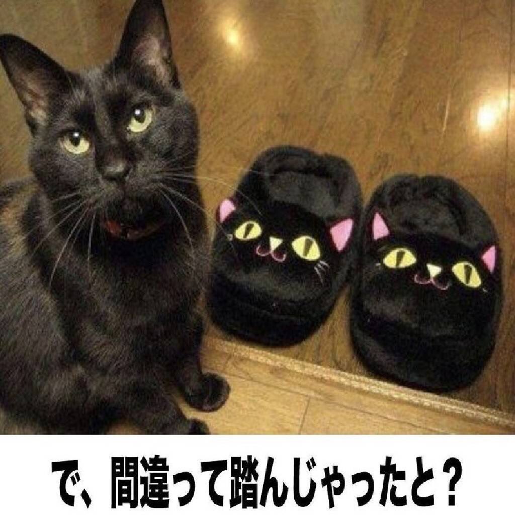 おもしろ猫画像 Twitter Search Twitter