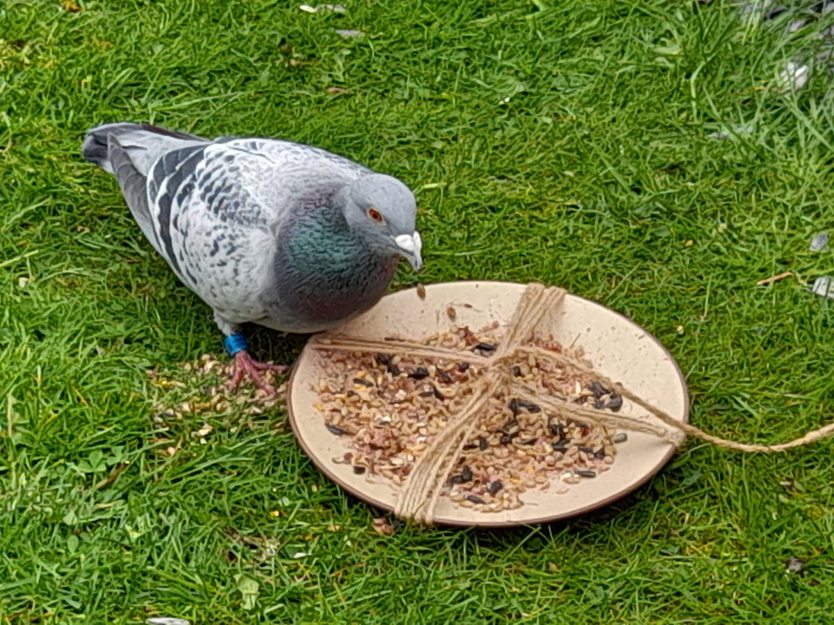 nezza37's tweet photo. My friend back this morning for his breakfast https://t.co/Wj5gASpqFA