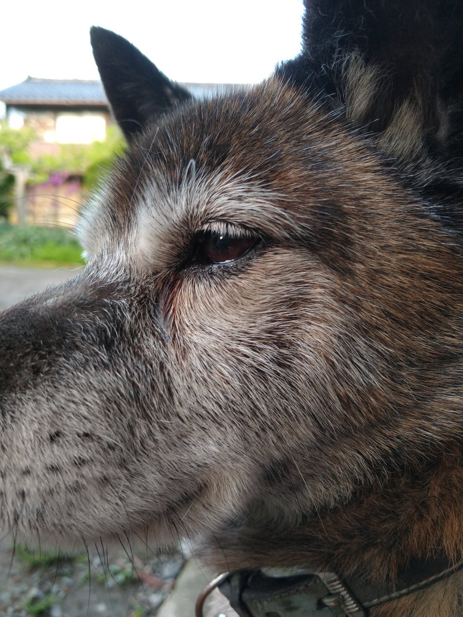 6RvWDbTGmx1ULBc's tweet photo. @SozvKp8oKuF3xih 夕方ちょっと肌寒いっす、肌出てねーけど🐶♨
#犬 #いぬ #イヌ #甲斐柴 #犬のいる暮らし #犬好きさんと繋がりたい #佐渡 #モトローラ #g7plus https://t.co/re7hyinCMx