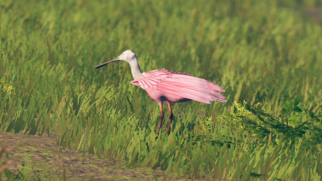 BirdingSim's tweet photo. #WishlistWednesday
And this is another photo from Birding Simulator’s Discord! This time: Roseate spoonbill! 📸

Birder: Eggo_God_Of_Eggs

https://t.co/HkOj3ISCE9

#IndieGameDev #birding #photography #gamedevelopment #indiesimulator https://t.co/nKiI5mfjVO