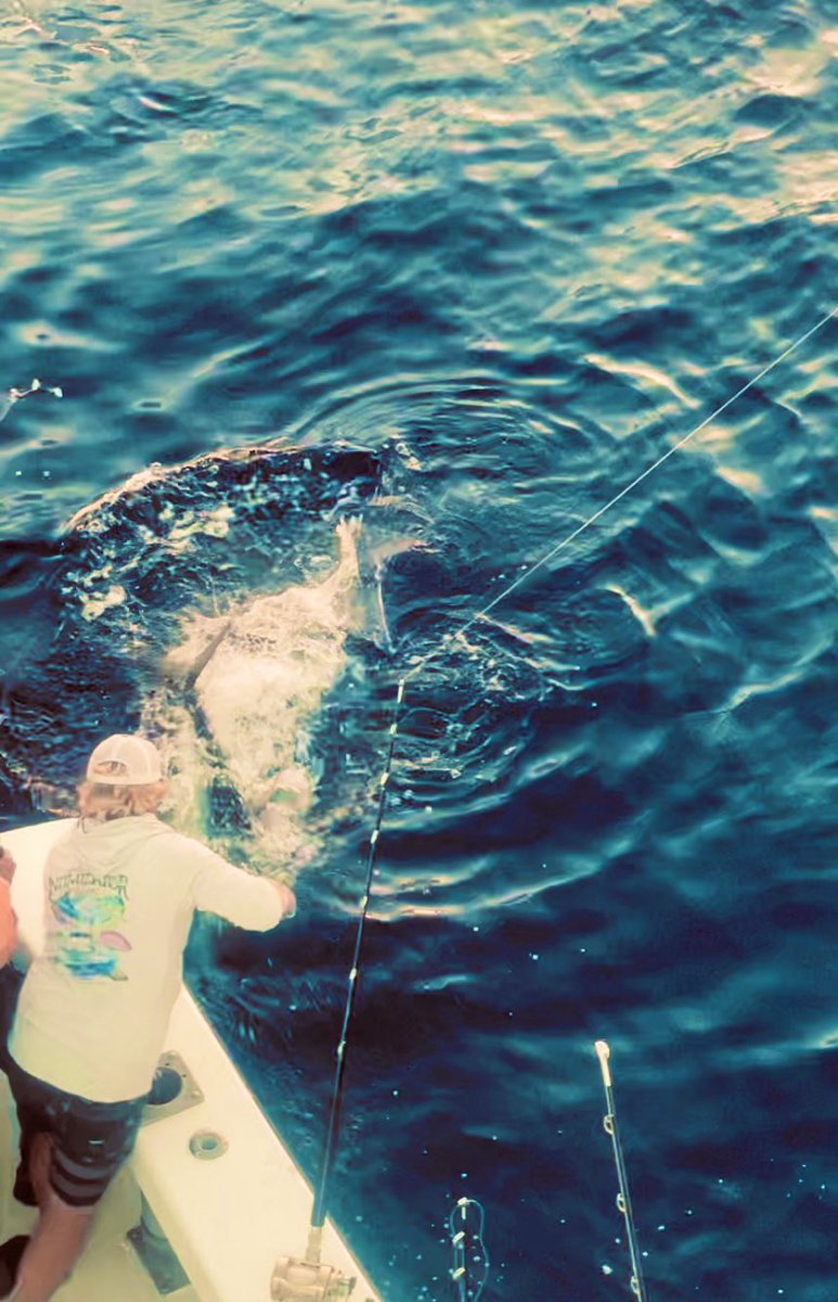 FishOrangeBeach's tweet photo. We got’em nice yellowfin! Pretty cool shot from a 3 day overnight charter fishing trip. 
#mustadhooks #andemonofilament #mauijim #charterboats #orangebeach #intin idatorcharters https://t.co/ZH93r8eJD2