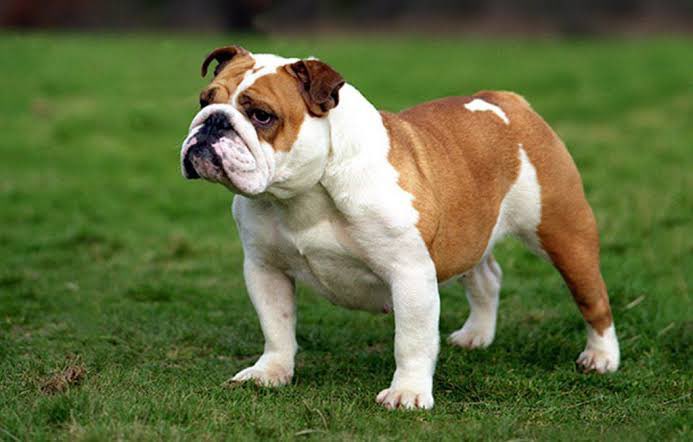 cryptocahil's tweet photo. @AmbassadorAda @Dogami @ARichetin @max_dogami @Dogami_News English Bulldog

@vittirizittiri @gulenayshn @TezosMotors https://t.co/2urvKm58BG
