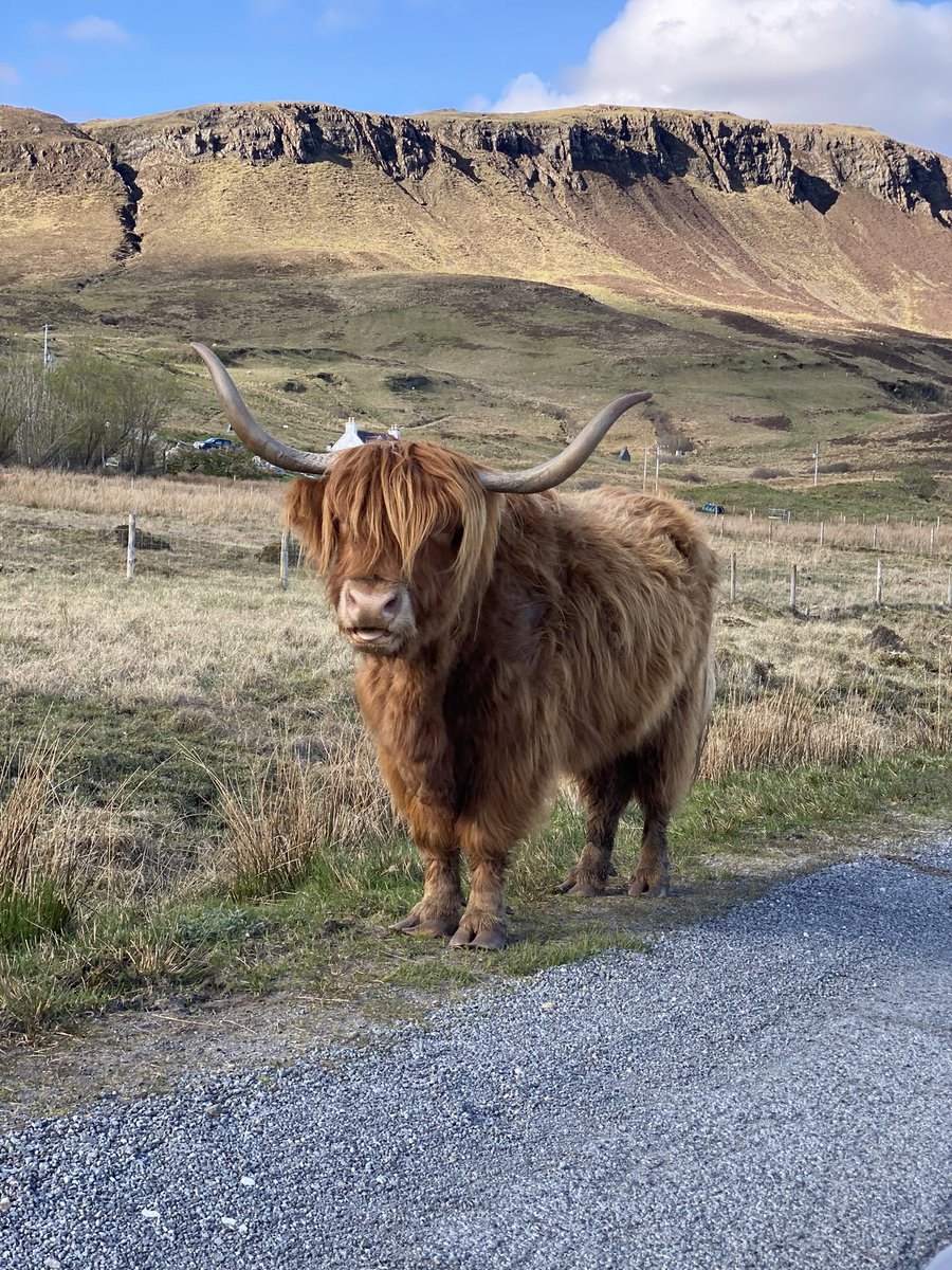 Isle of Skye..why so beautiful 😍 @VisitScotland #LochCoruisk #hiddenscotland #highlandcow #sunnyscotland