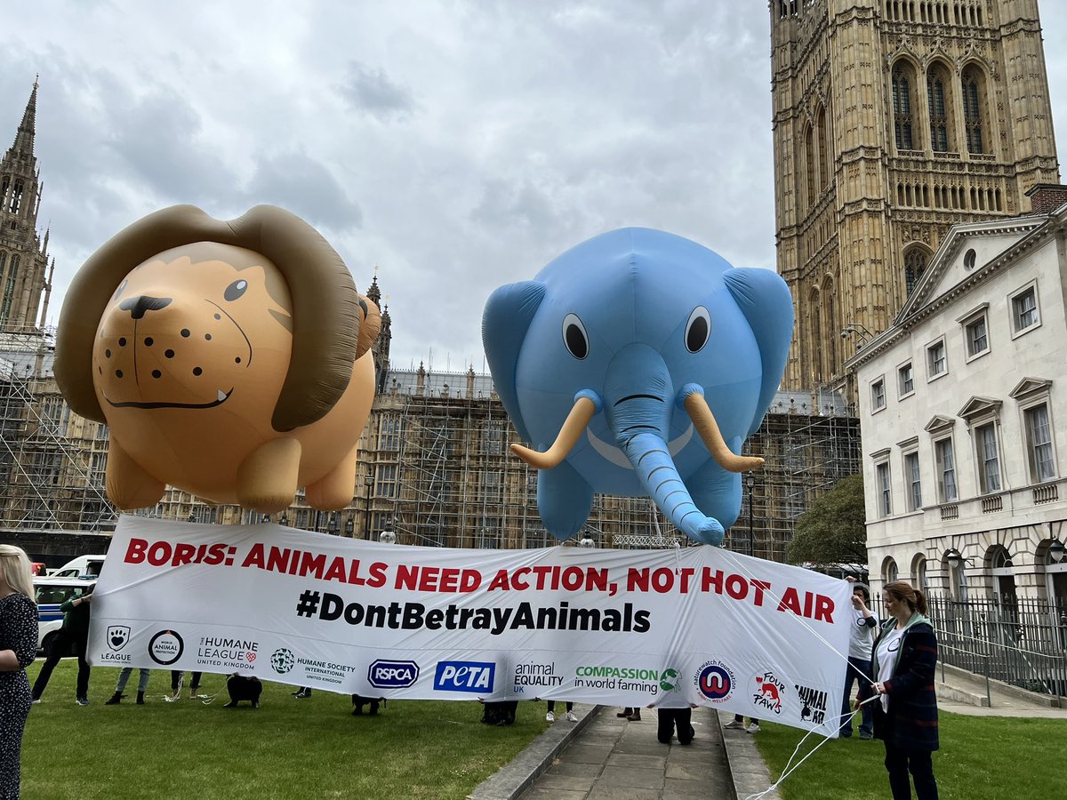 We’re at Parliament to ensure <a href="/10DowningStreet/">UK Prime Minister</a> #DontBetrayAnimals.

By threatening to drop the fur, foie gras and trophy hunting import bans <a href="/BorisJohnson/">Boris Johnson</a> is failing on his promises to animals to improve their welfare &amp; protect them from cruelty.

Animals need action, not hot air