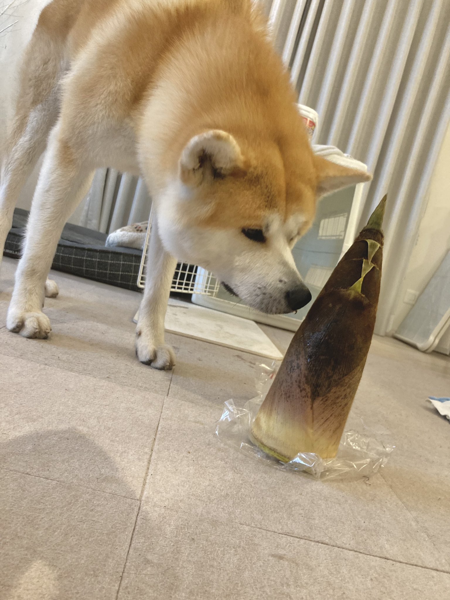 تويتر 秋田犬 大吉 على تويتر はじめてのたけのこ T Co Xatedwllbh
