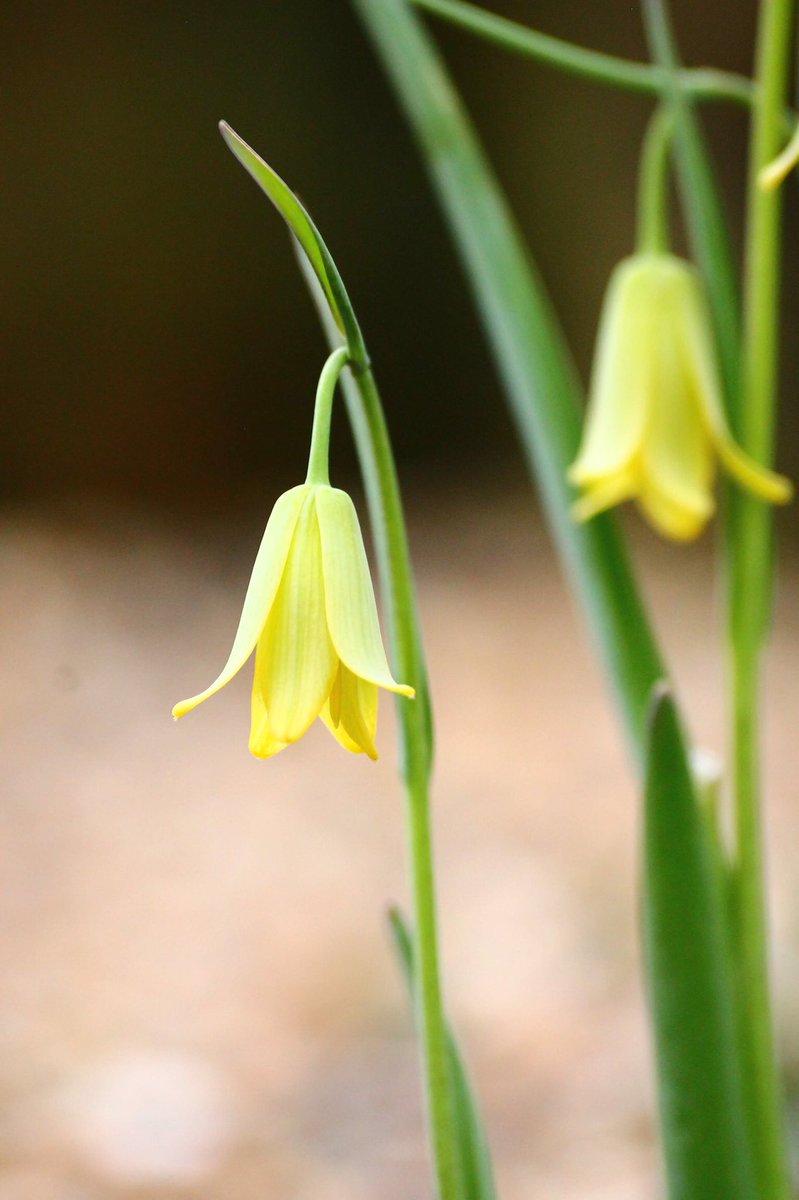 j11p43f's tweet photo. These beauties are Fritillaria frankiorum! Native to Turkey and Syria and only formally described in 2003. Fritillaries are known for their large genome sizes.
#PlantsAreCool #Botany #Liliaceae #KewGardens #KewAlpine https://t.co/NJ1q6GXmwo