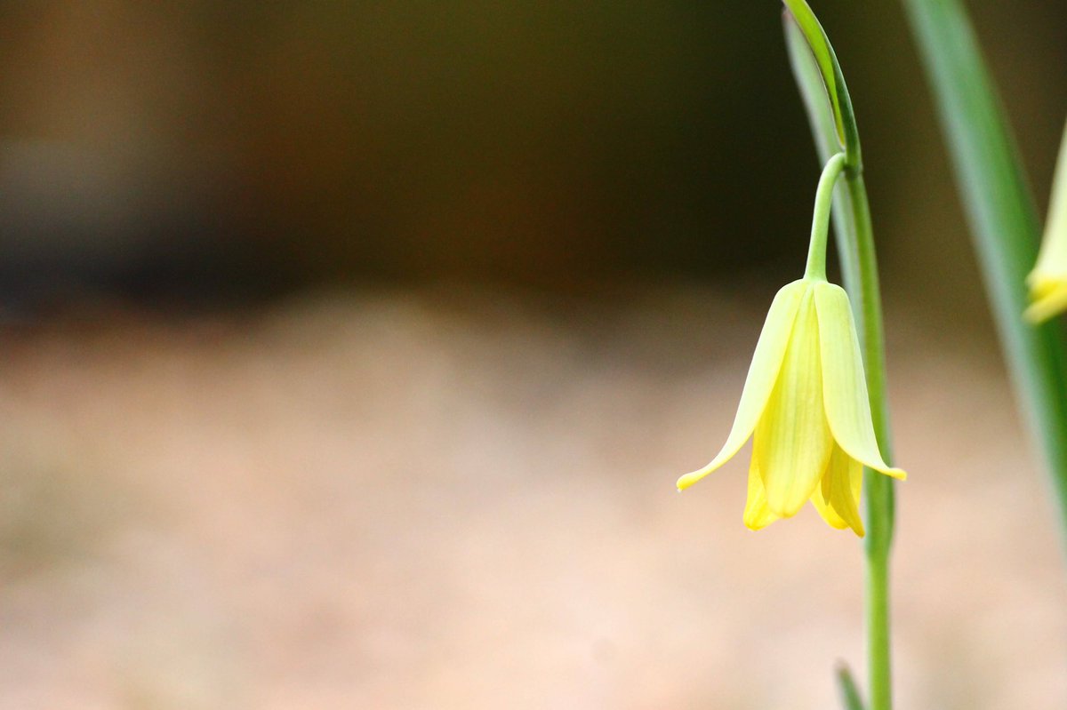 j11p43f's tweet photo. These beauties are Fritillaria frankiorum! Native to Turkey and Syria and only formally described in 2003. Fritillaries are known for their large genome sizes.
#PlantsAreCool #Botany #Liliaceae #KewGardens #KewAlpine https://t.co/NJ1q6GXmwo