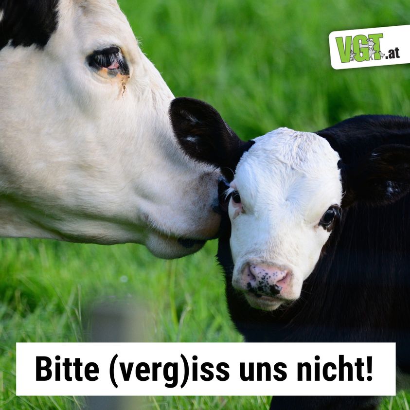 Damit eine Kuh Milch produziert, muss sie regelmäßig befruchtet werden u Kinder gebären. Für die „überschüssigen“ Kälber gibt es in Ö keinen Bedarf. Jährlich werden 1000de Kälber ins Ausland. Die Kälber sind Säuglinge u brauchen noch Milch, um zu überleben! #transportestoppen !B