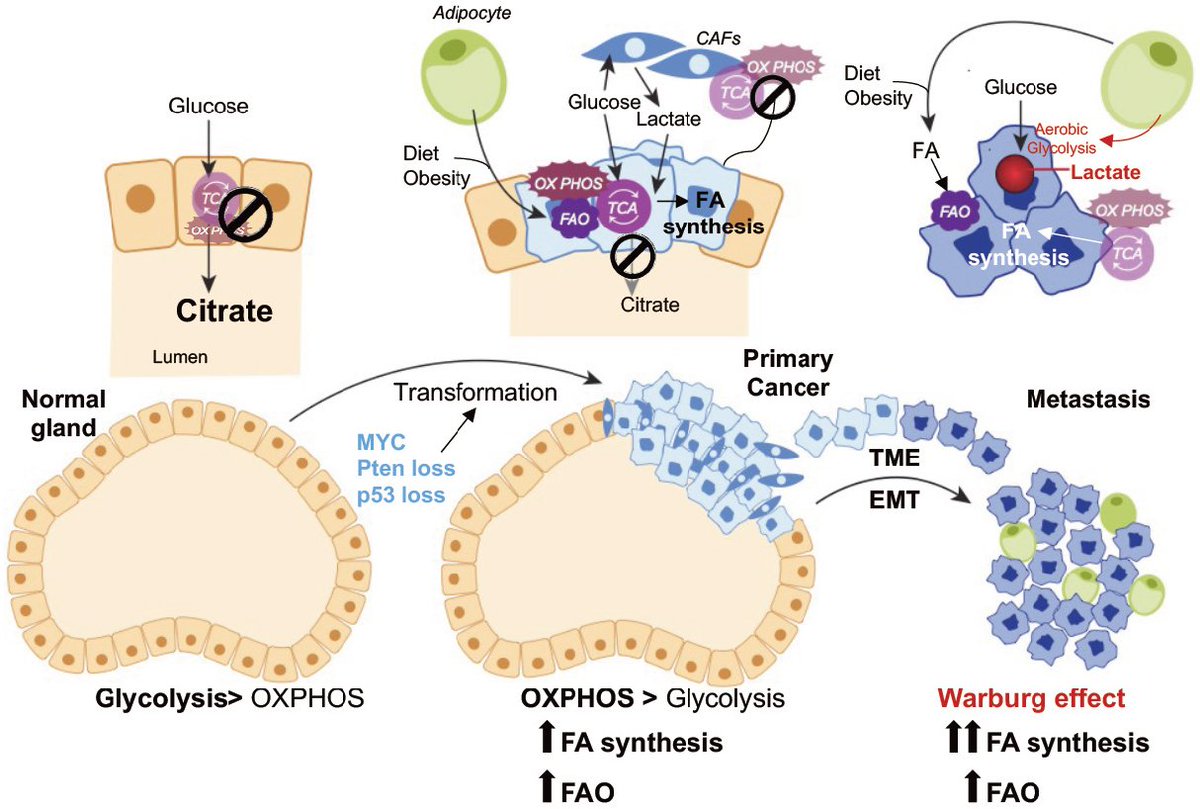 cdrjournal's tweet photo. Review Article
🌿Metabolic reprogramming as an emerging mechanism of resistance to endocrine therapies in prostate cancer🌟
https://t.co/YONYe8JTam
@JGrummet @DrSuneil_PCa @Hoomandjaladat
@cpavmd @mrsprostate @DrMartinSanda @AminaZoubeidi https://t.co/caYVviNHmf