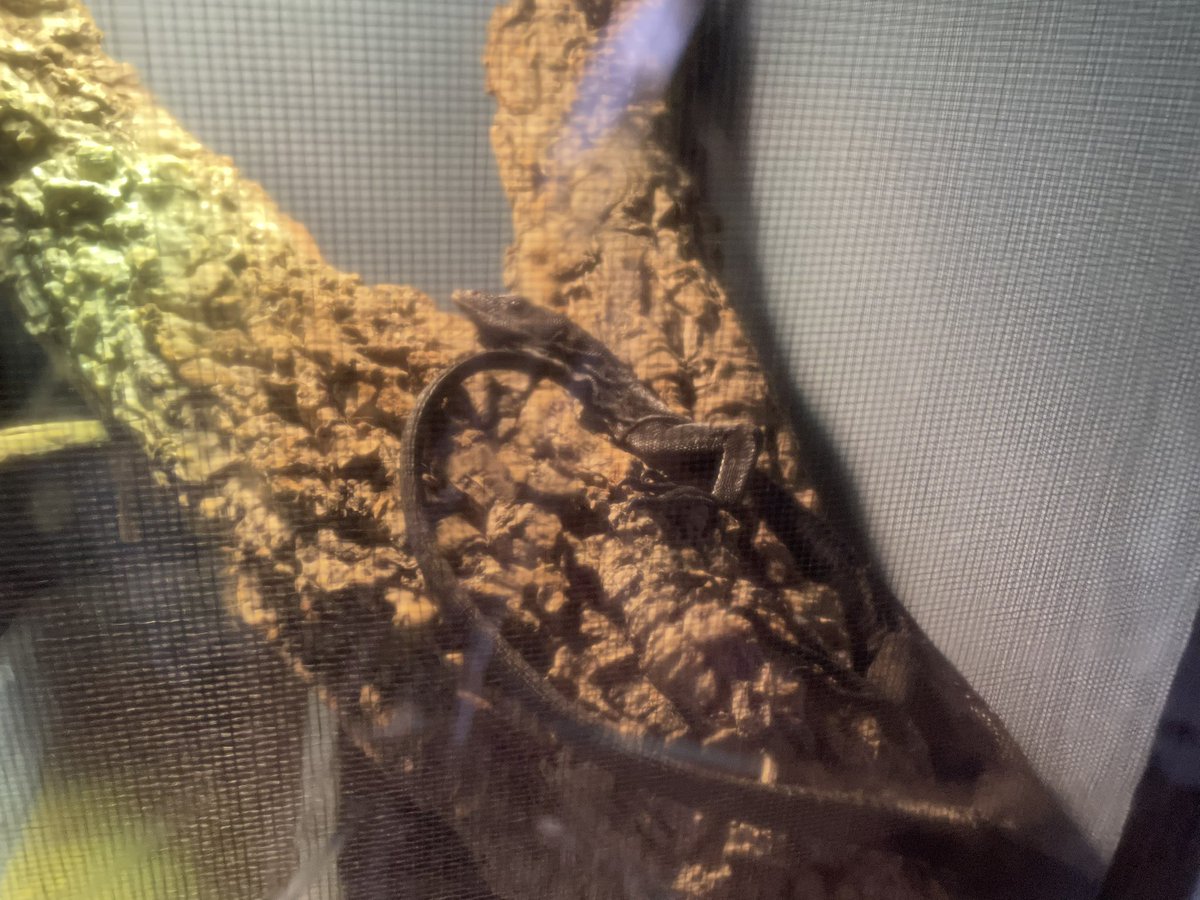 ForPet410's tweet photo. いつもご発注頂きありがとうございます😭
本日も営業中です！
乾燥コオロギ🦗・バッタも販売しています！

#爬虫類好きと繋がりたい https://t.co/zqNDkZTp8d