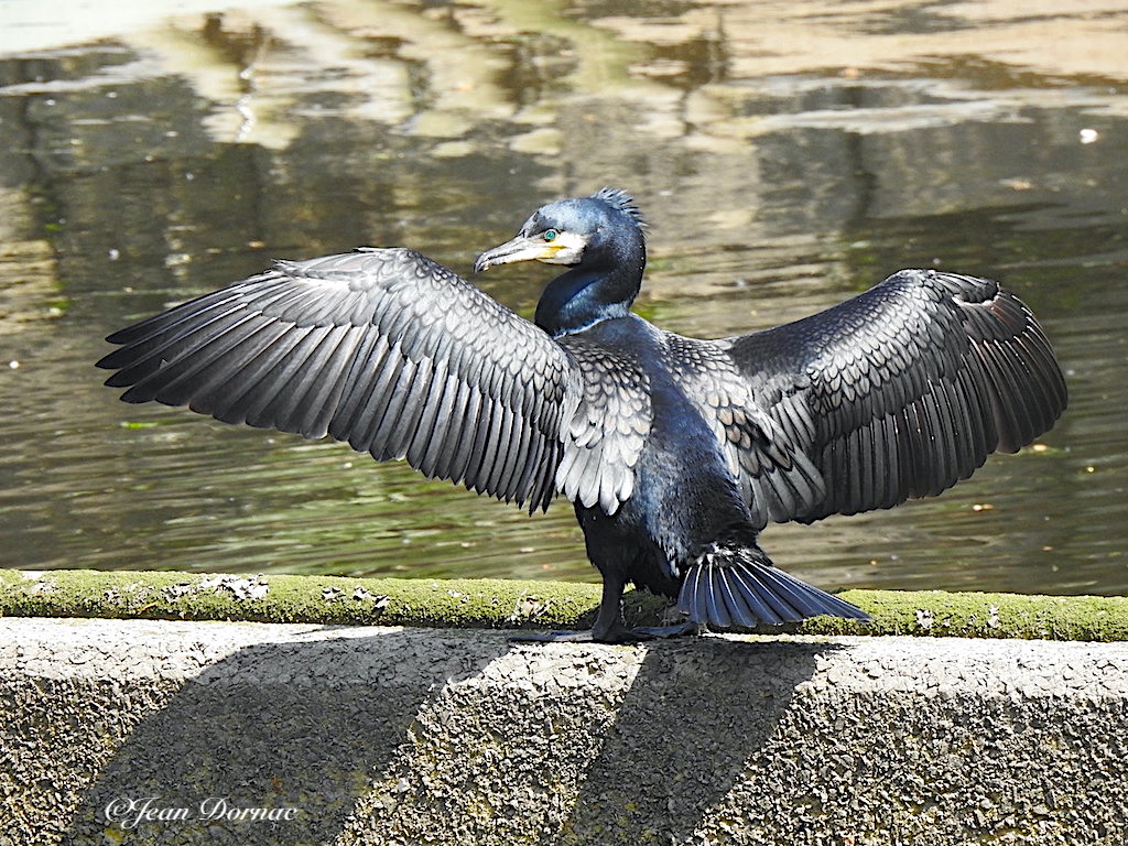 JeanDornac's tweet photo. En voyant ce cormoran sur mon écran, j’ai pensé que je pourrais l’appeler le guerrier à l’armure d’argent !… #cormoran #écran #appeler #guerrier #armure #argent #léguer #Lannion #CôteArmor #Bretagne #France https://t.co/CvXctSyaVv