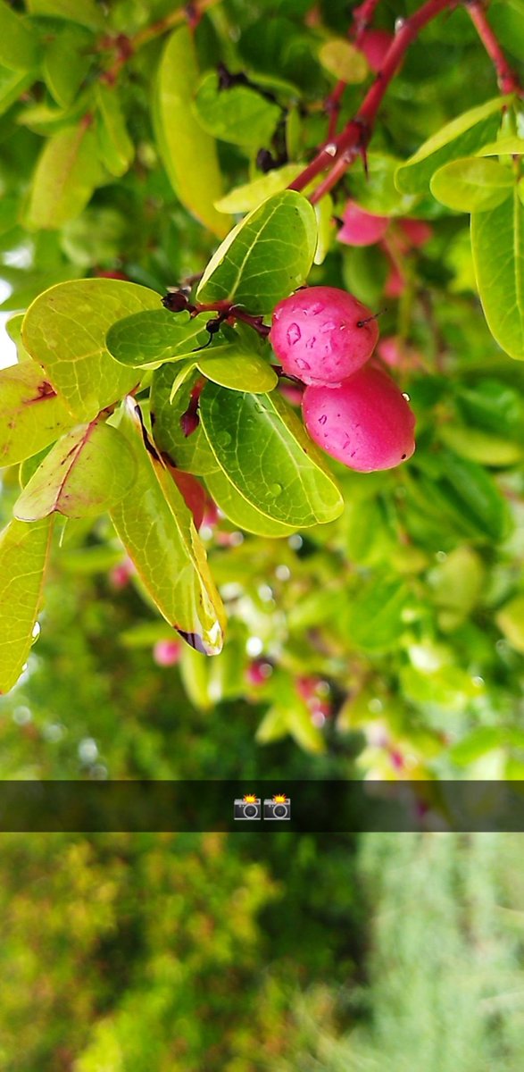 kb___nol's tweet photo. Can u guess name of this???? https://t.co/AwVAKBFN9E