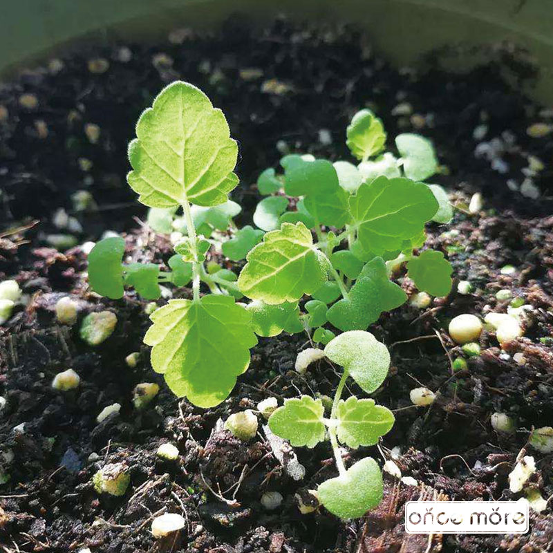IonceMore_com's tweet photo. Do you know what kind of plant it is?
#oncemoregarden #gardendesign #oncemoregardenbeds #metalgardenbeds #gardenbeds #raisedbeds #raisedgardenbeds #raisedbedgardening #growyourown #gardentotable #gardenyourway #myuniquegarden #raisedbedgarden 

https://t.co/jfa3qyBqIm https://t.co/M0Ag7Ohj2f