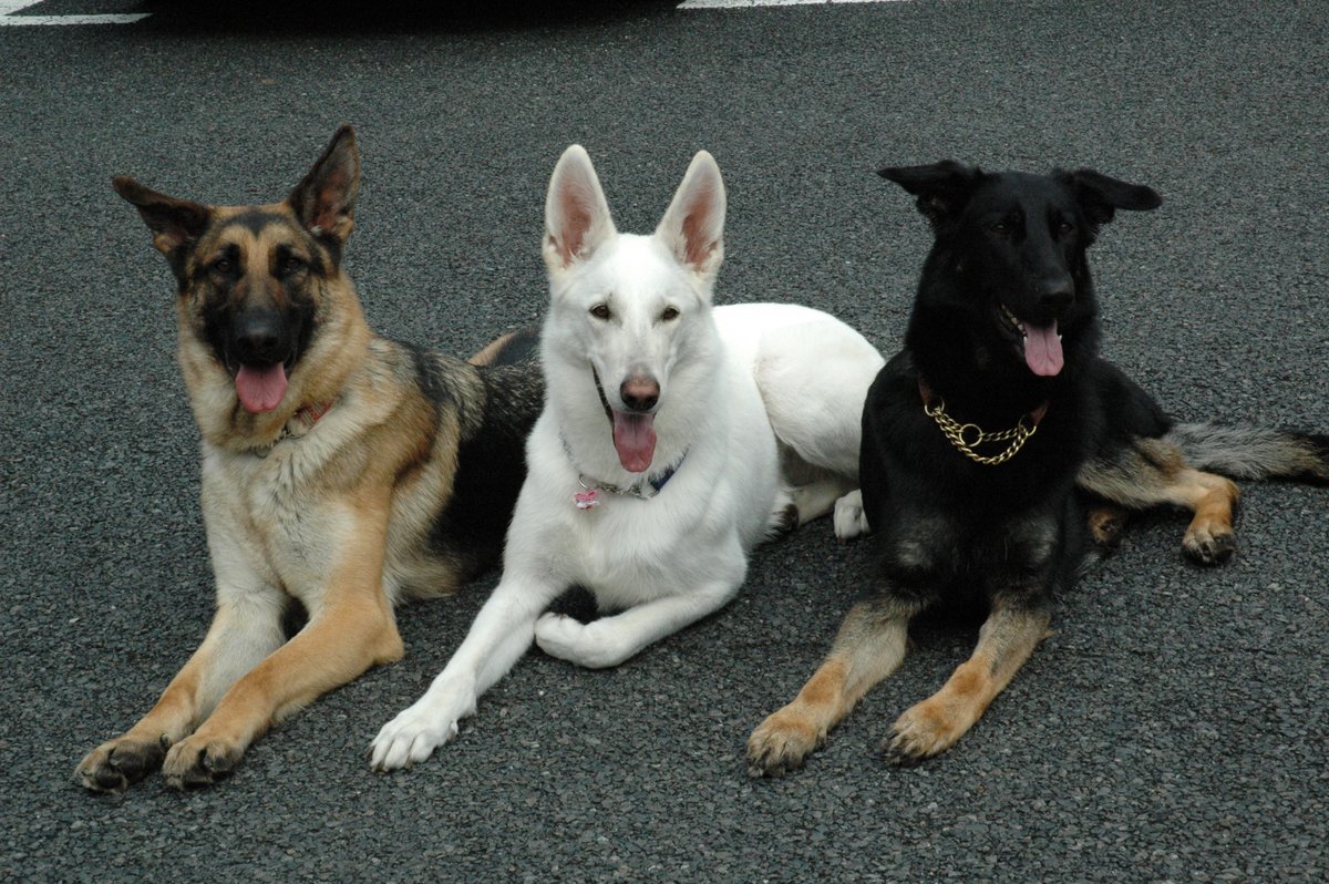 JGDA_GuideDog's tweet photo. /
#国際盲導犬の日🦮②
\
世界で活動している盲導犬は、何頭でしょうか?
#IGDF 調べによると…
21,803頭(2020年度)です!
うち日本は861頭なので、世界シェアは約4%です。
また2015年からの推移を比べると、日本は減少傾向ですが世界の盲導犬実働頭数は約1,300頭増えています。#盲導犬 https://t.co/N7zQ2o0dlX