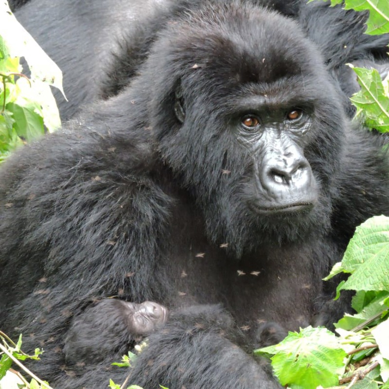 gorillacd's tweet photo. Nous sommes heureux d'annoncer que les Rangers de Virunga ont observé deux nouvelles naissances dans la famille Bageni. Tumaini et Ziadi ont donné naissance à un bébé femelle et mâle, avec le dos argenté Bageni. La famille compte désormais 48 individus.

#Gorille #GreenMatchFund
