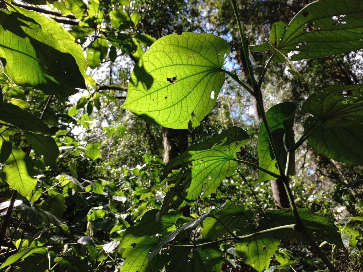 RhinoArk's tweet photo. Deep in the heart of Eburru Forest.
#nature #eburruforest #forest #insideforest #forestconservation #natureconservation #leaves #treesrock #naturewalk #naturephotography #eburu #eburru #eburuforest https://t.co/sApGrmbKWZ