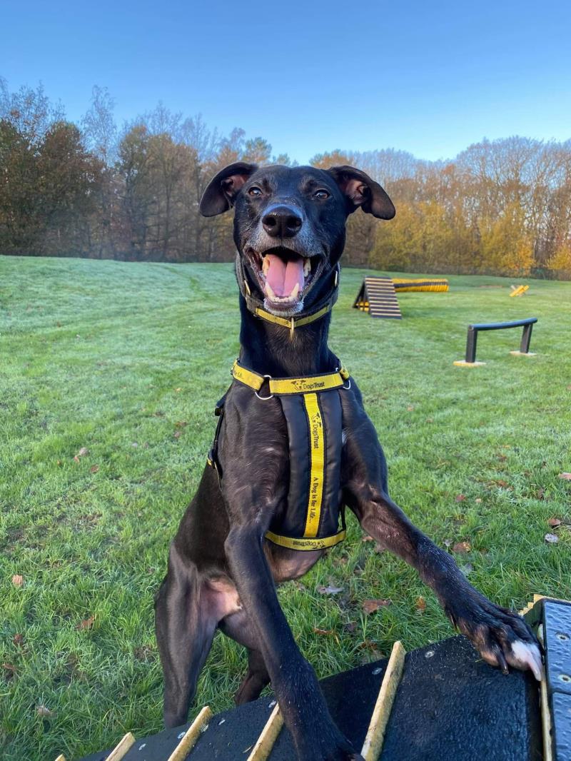 Please retweet to help Nero find a home #CANTERBURY #ENGLAND 

Beautiful Lurcher aged 6, he loves his toys and balls 🎾
He would like an adult home as the only pet. He's a cuddler 😀

DETAILS or APPLY👇
dogstrust.org.uk/rehoming/dogs/…
#dogs #DogsofTwittter #pets #animals