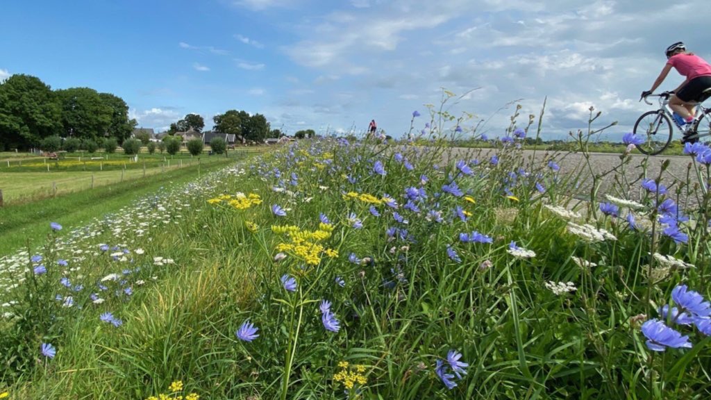#BiodiversiteitNL | Met 140.000 km bermen, 22.500 km dijken en 10.000-en km oevers kunnen we met ecologisch, bloemrijk beheer een belangrijk verschil maken. Hoe?💧Praktische info: tinyurl.com/4knf2h8t <a href="/birdingstip/">Anthonie Stip</a> - Wel/niet zaaien? Wanneer/hoe/hoevaak maaien?