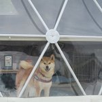 ツイートに含まれる画像