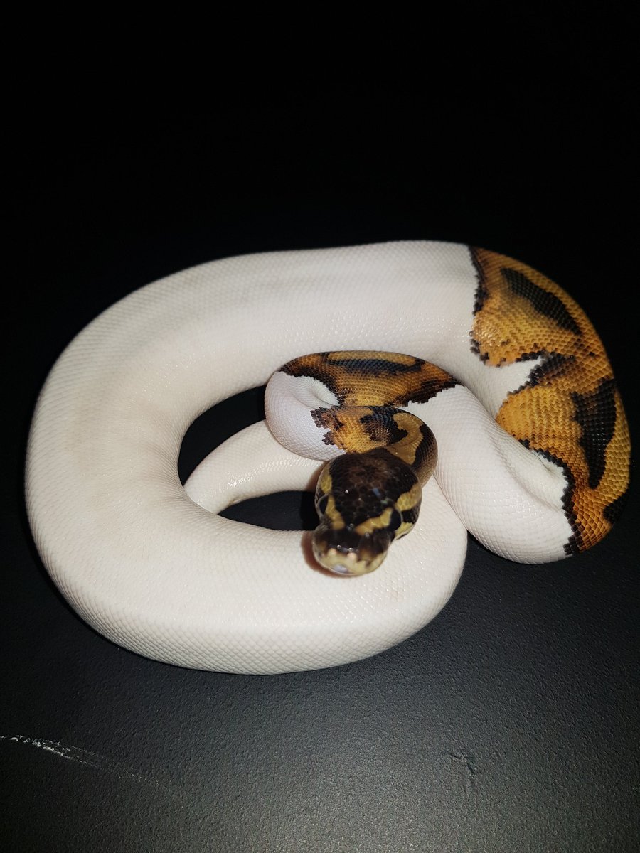 PulsePythons's tweet image. Loving this girl. Holdback from last season. Bring on the new season.