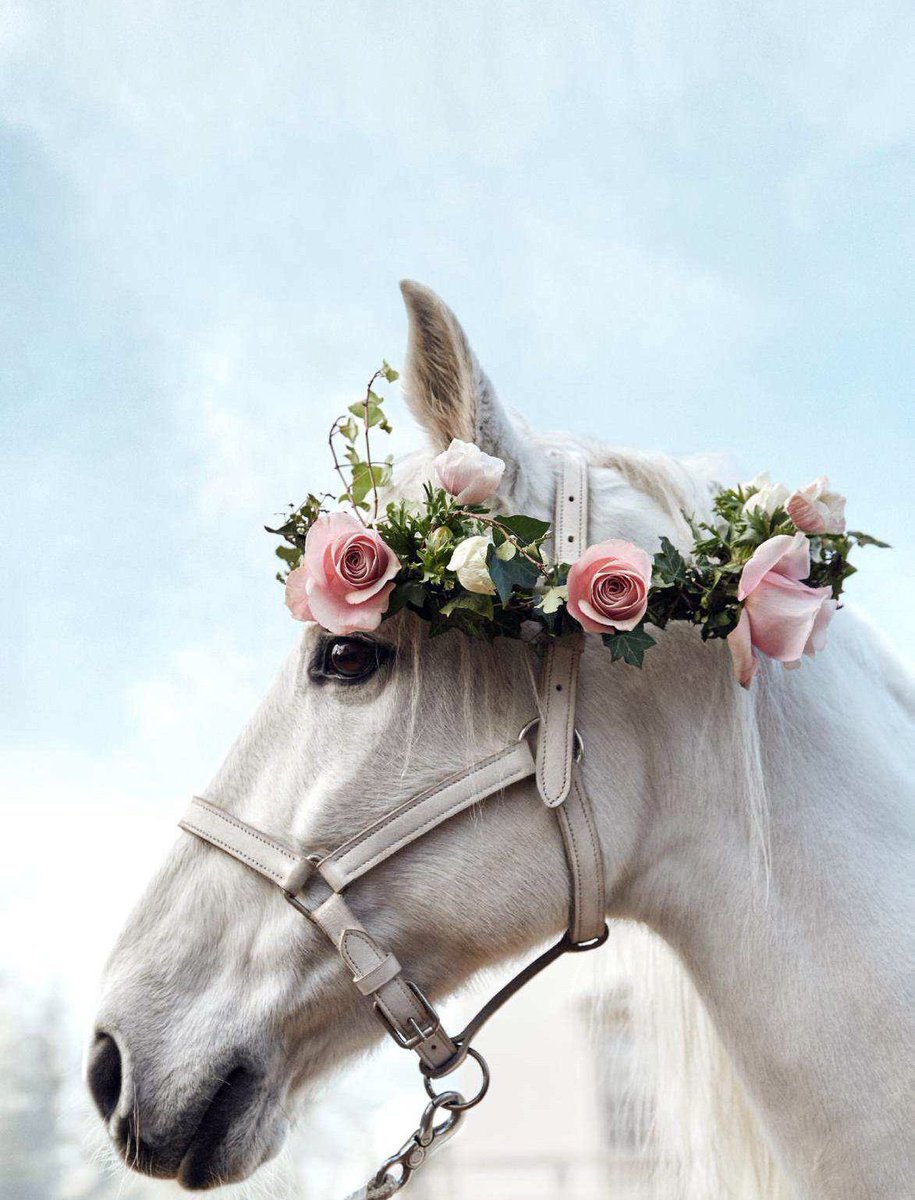 AnneFlorist's tweet photo. Heading to Punchestown? Flowers will finish off your outfit! #PunchestownFestival #flowers #Naas #Kildare https://t.co/31aZg5bBms