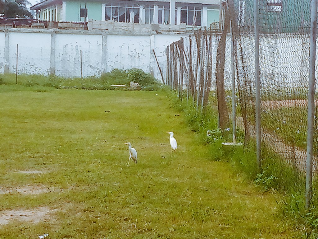 OziiOzaa1945's tweet photo. #,Do you remember this birds?
#They were at the stadium last Sunday and we scored 2...
#They were at the stadium yesterday too..
#Waoooooooo
#Oziii
#Ozaa
#Power.. https://t.co/K8yBfW6qFR