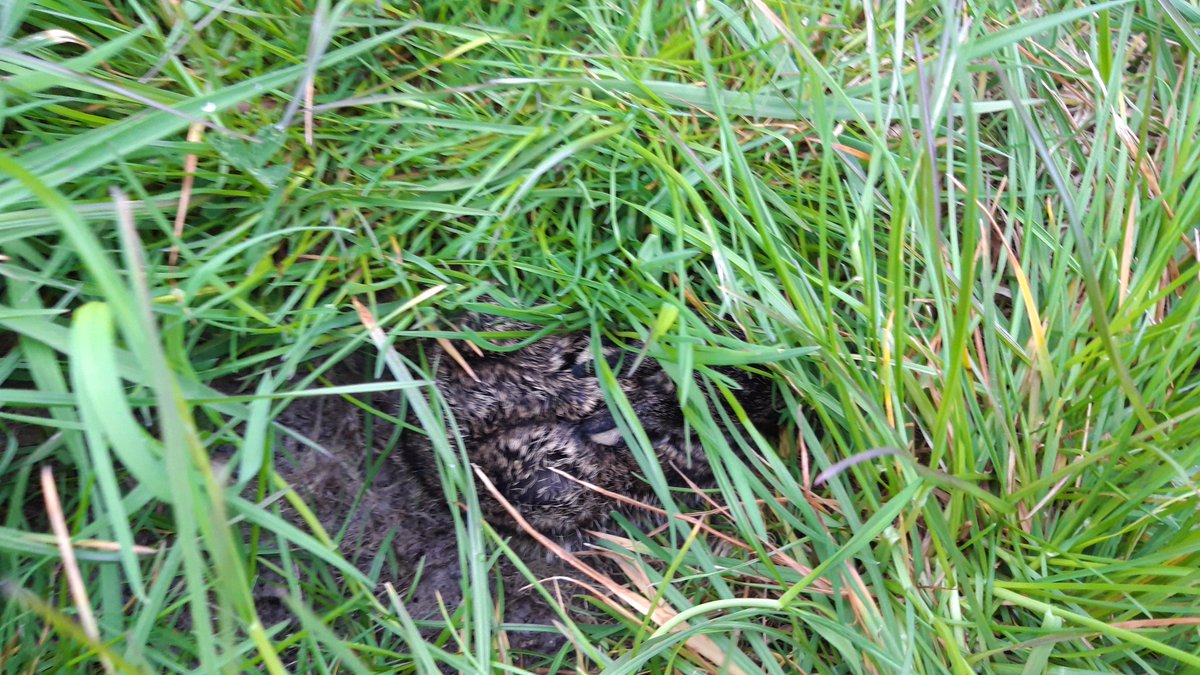 firefigter17's tweet photo. Vanmorgen vroeg uit de veren voor een rondje weidevogel bescherming. @WilkoPalstra kwam even het land afvliegen met een drone #weidevogels #drone #Fryslân #metdetijdmeegaan https://t.co/T5c9JaC9LJ