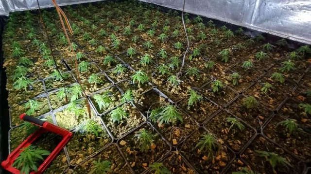 Drie hennepkwekerijen in Roerdalen opgerold - 1limburg.nl/l/122331 #1Limburg #horenzienmelden