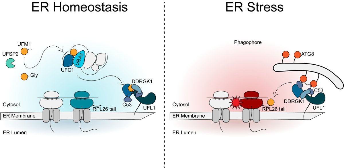 Here it is🥰 Our new #preprint led by L. Picchianti, <a href="/Victor_SMH/">Víctor Sánchez de Medina</a>, N. Zhan together with @gekaragoz lab (the first of many to come!) on #autophagy and #UFMylation crosstalk biorxiv.org/content/10.110… #tweetorial 👇 1/9