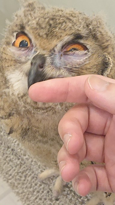 ふくろうカフェ行ってたマン 