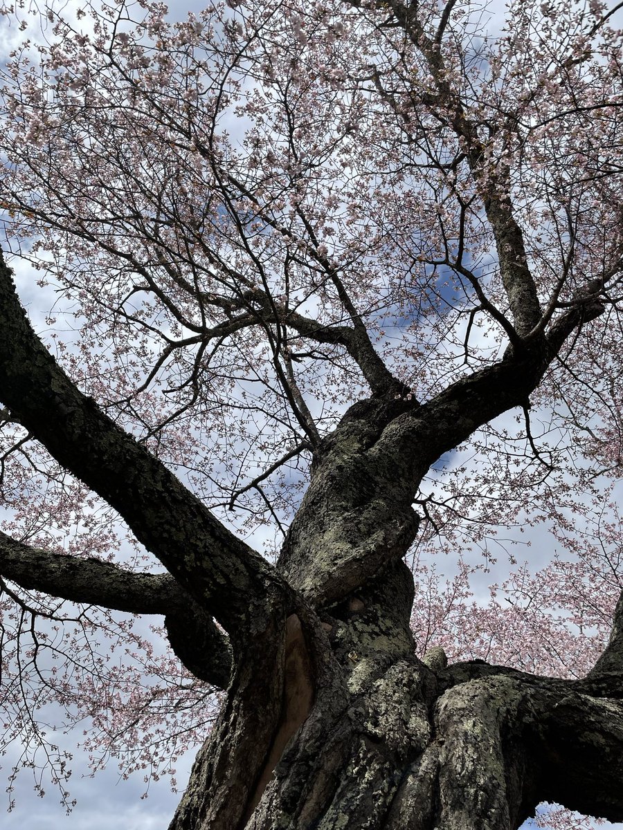 「桜並木は開花したばかり🌸
今年はどんな景色を見せてくれるか楽しみです🌸

桜」|うらかわ優駿ビレッジAERUのイラスト