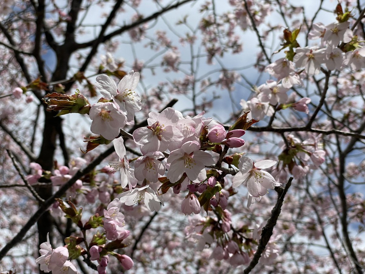 「桜並木は開花したばかり🌸
今年はどんな景色を見せてくれるか楽しみです🌸

桜」|うらかわ優駿ビレッジAERUのイラスト