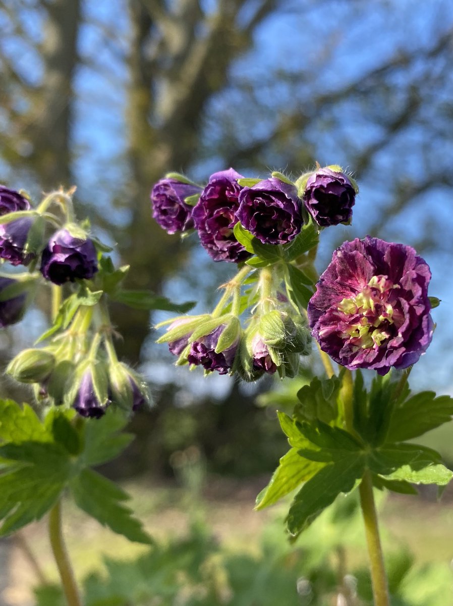 The stunning double Geranium phaeum ‘Joseph Green’ is now coming out to join the phaeum display in pots! #geraniumphaeum #josephgreen #doubleflower #geranium #plantsforsale #plantlovers #peatfree #homegrown #gardening #flowers