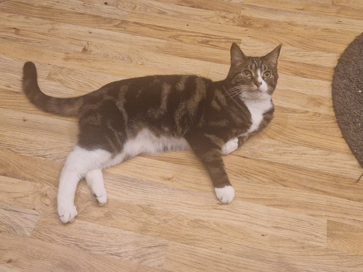 1982joey's tweet photo. @TreasuryMog Smudge aged 8 https://t.co/BviHFGwMZU