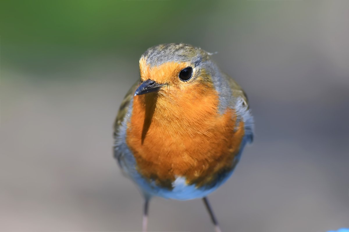 Good Morning #TwitterFamily Be thankful for the small things in life Have a beautiful blessed #Wednesday #TwitterNatureCommunity #ThePhotoHour #inmygarden #nature #loveyourgarden #photooftheday #beautiful #Robin #Trending