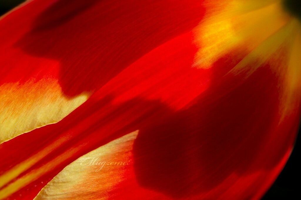 Mugzemet's tweet photo. Tulip, Yellow &amp; Red -  צבעוני בן תרבות
🌷
.
.
.
#Liliaceae #Tulip #Yellow #Red https://t.co/oj6l0occxy https://t.co/s23rnVD0ic