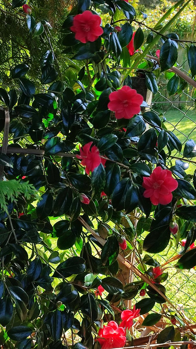 ooxSweetsxoo's tweet photo. Good morning 😊 another beautiful day here #blueskies #garden #reflection This camelia🌸 has not flowered in years although I did cut it back last year. Loving the colour ❤️ It's under my palm trees so shaded mostly - hopefully getting out for wee family lunch 💛🤞#bluechicago https://t.co/RraBT5kKnm