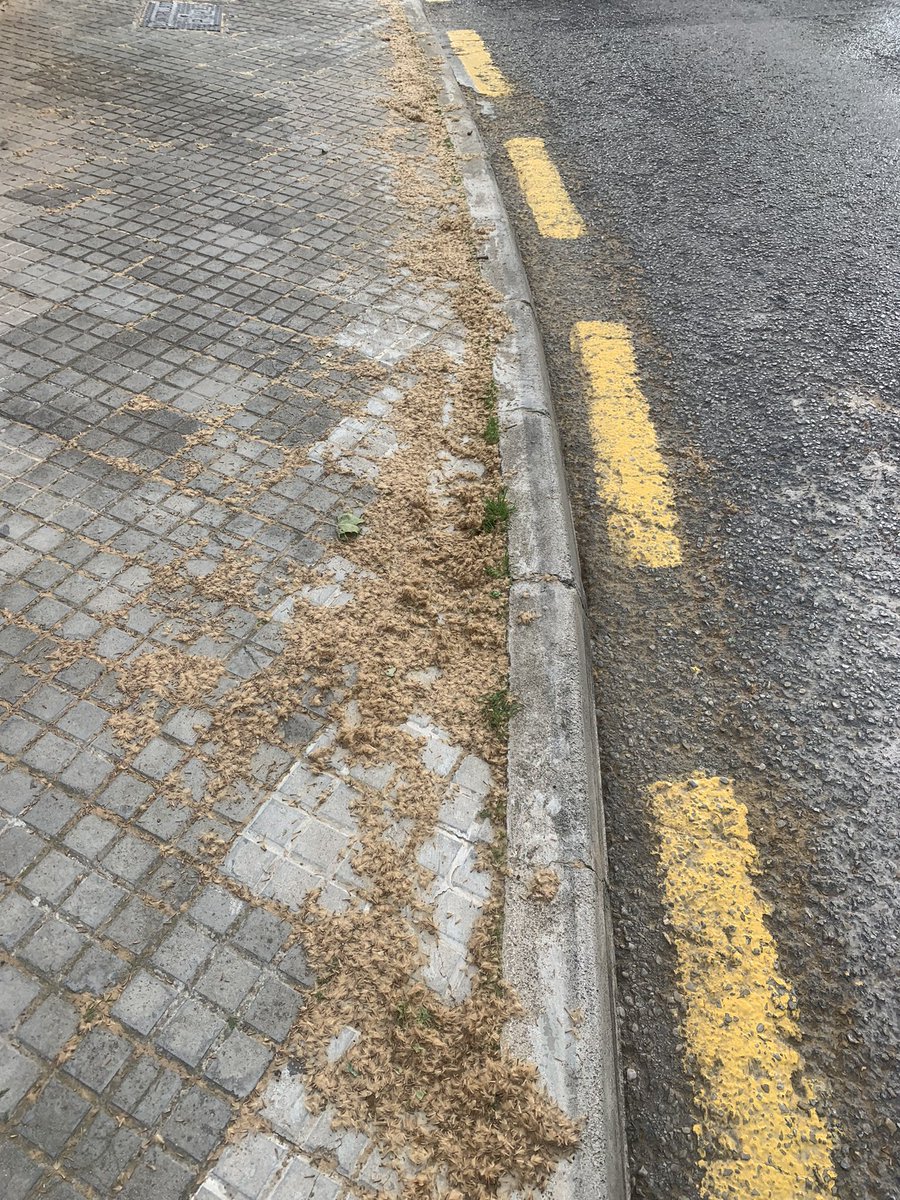 alfonso_trias's tweet photo. @ajuntpalma @EMAYA_Palma les agradecería que cuando venga el vehículo que barre la calles pasen también el soplador o acompañe alguien barriendo. En concreto, la calle Álvaro de Bazán, está llena de Plátanos/ Plataneros y pese a que hoy a pasado el camión sigue lleno de suciedad https://t.co/ILyPdCs6ww