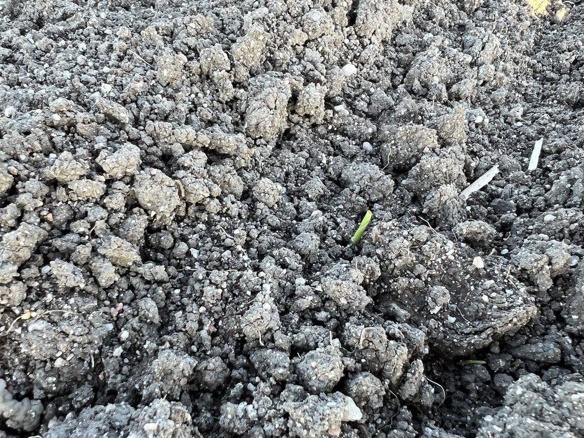 Les maïs ✅. Juste la pluie suffisante pour régulariser la levée 👌