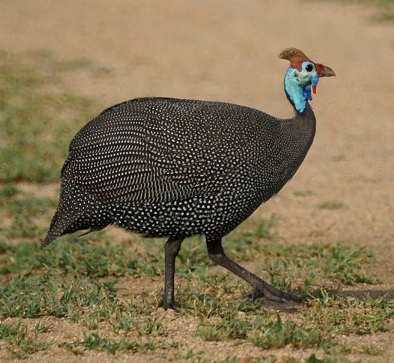 africanbirdname's tweet photo. Numididae: guineafowl
#Kiswahili: kanga
#ChiBemba: ikanga
#ChiChewa / #ChiNyanja: nkhanga
#Kiikaonde: nkanga
#Khonde: nkhanga
#Chitonga: nkanga
#Chitumbuka: nkhanga
#Chinsenga: nkhanga
#chiYao: nganga
#Chilunda: imbangala
Photo by New Jersey Birds, CC BY-SA 2.0 https://t.co/ovyZia5FmL
